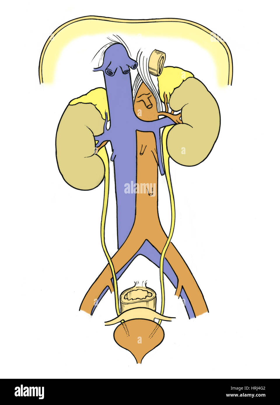 Female Urinary System Stock Photos & Female Urinary System Stock Images