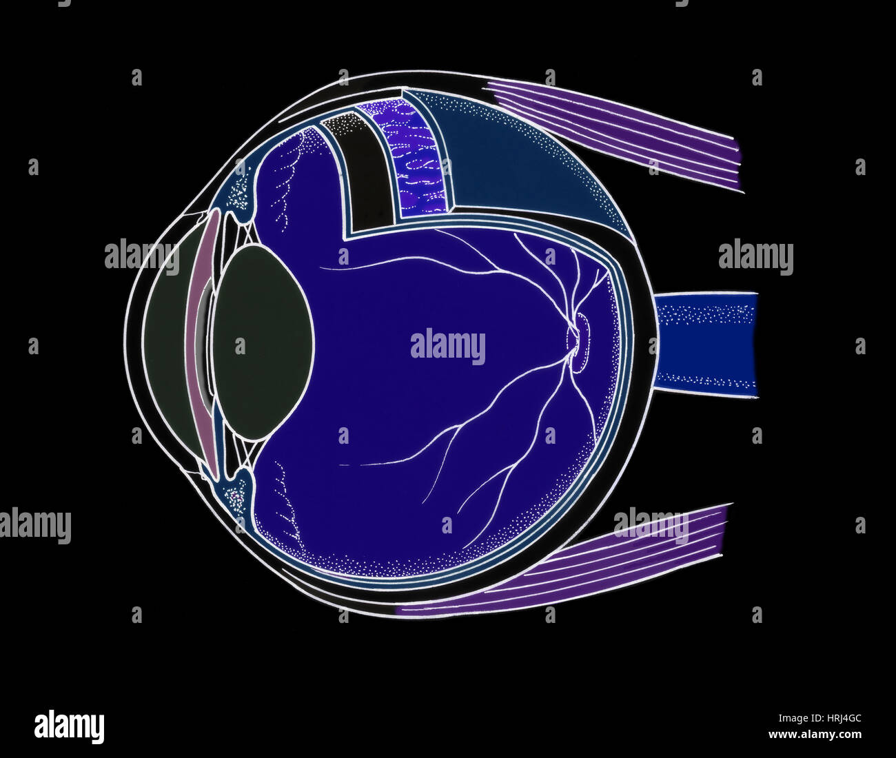 Zonular fibers hires stock photography and images Alamy