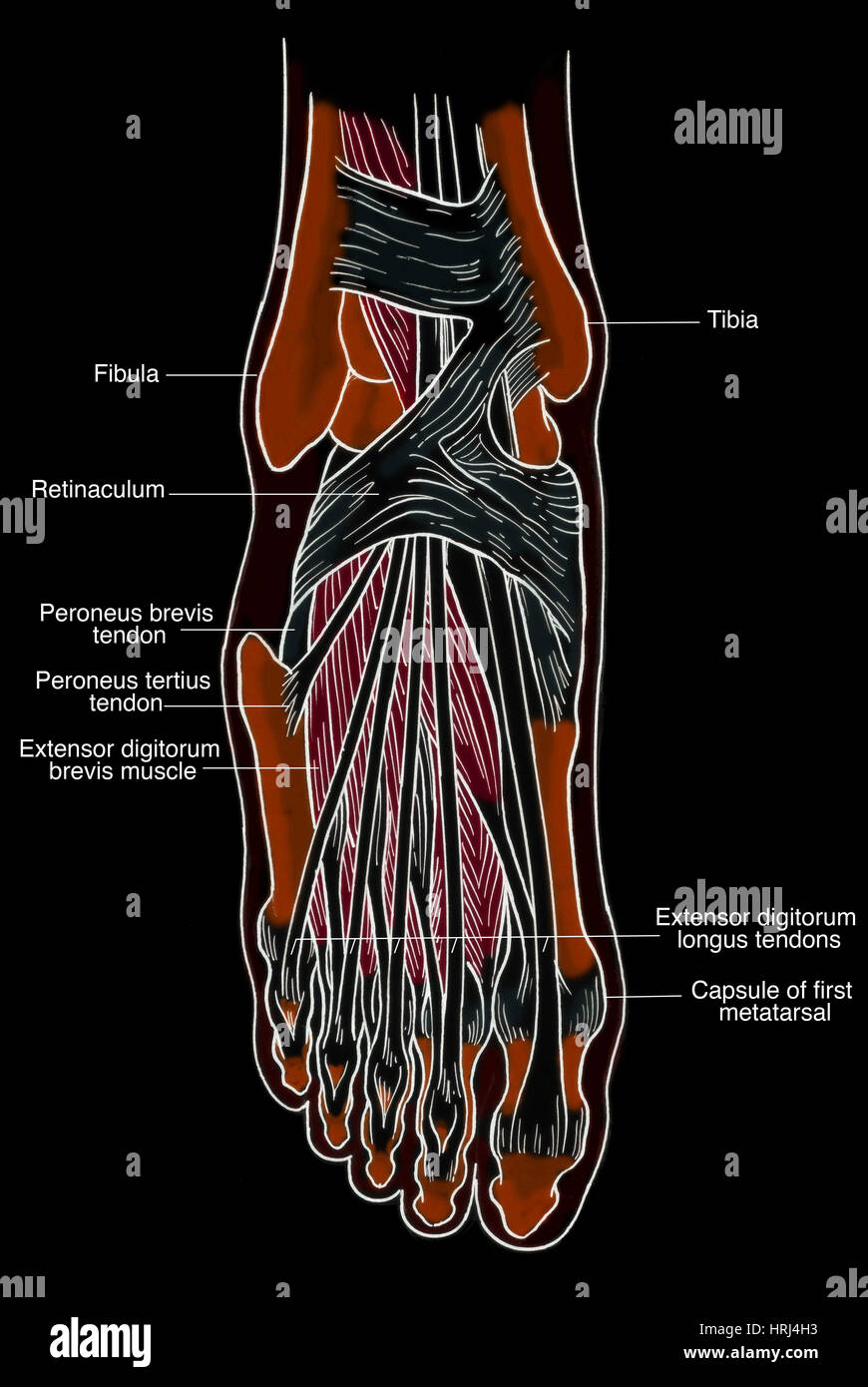 Illustration of Foot Anatomy Stock Photo