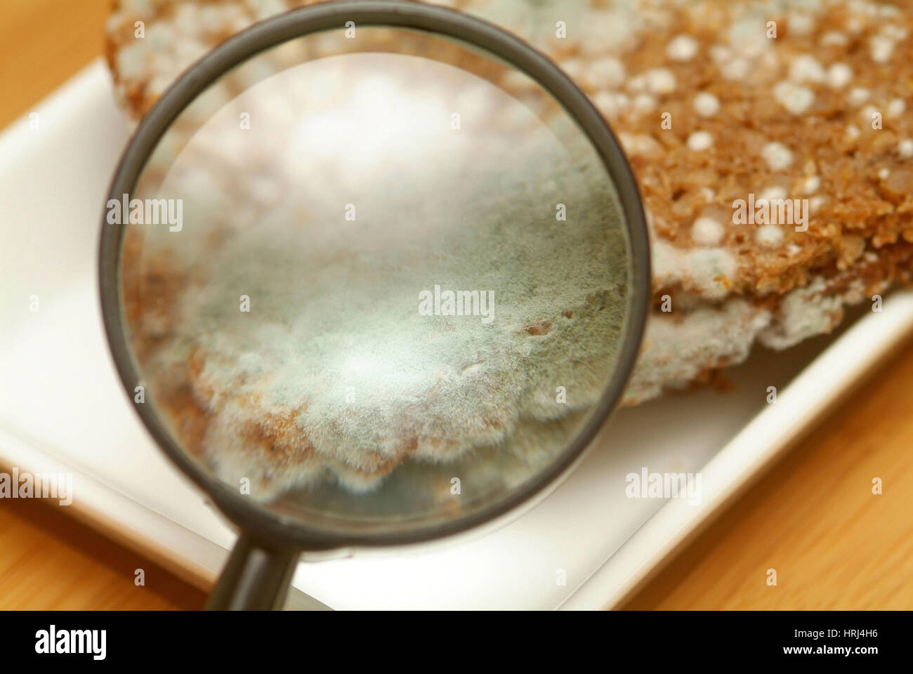 Schimmel am Brot unter der Lupe - mouldy bread under loupe Stock Photo