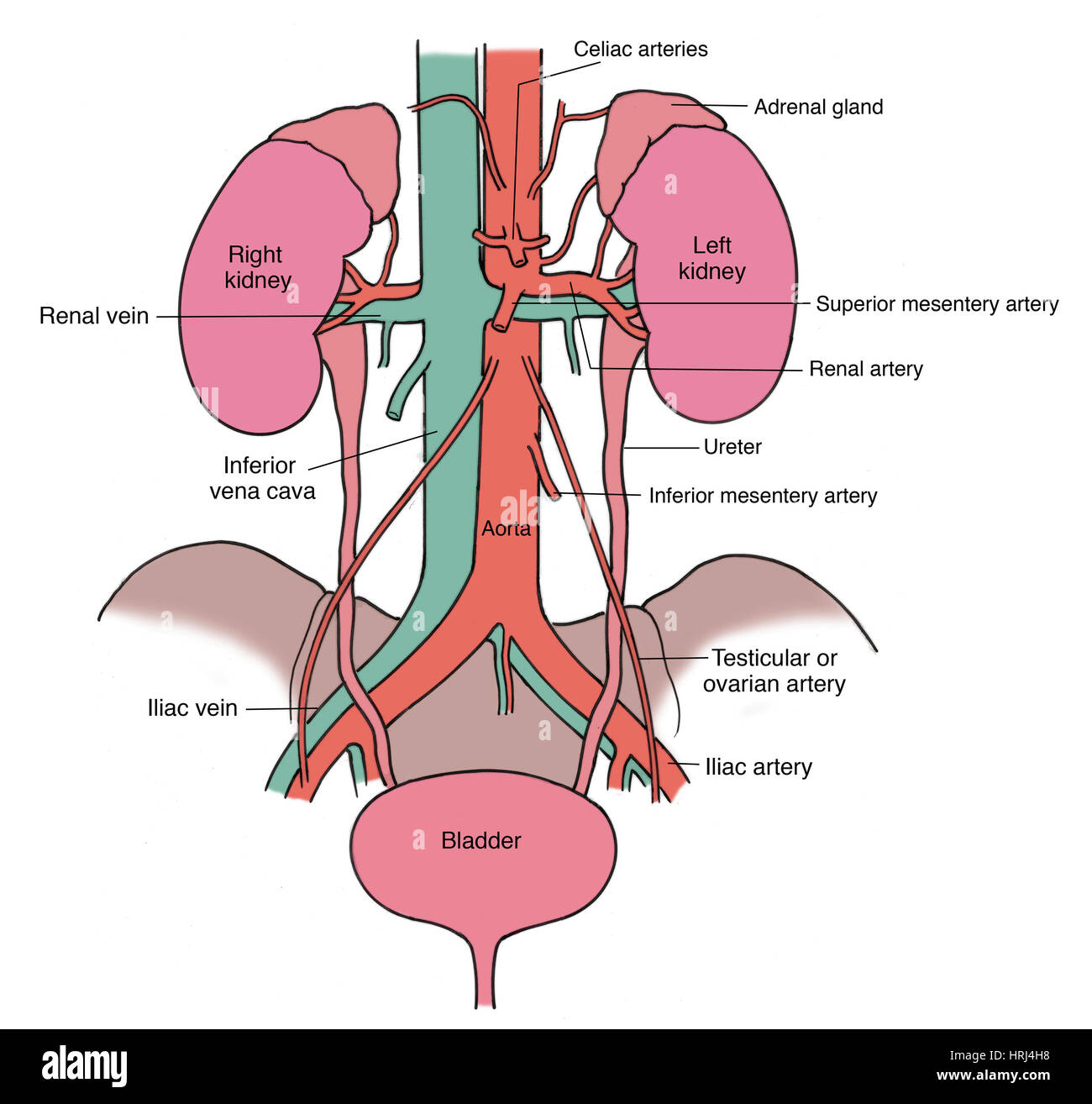 Testicular artery Cut Out Stock Images & Pictures - Alamy