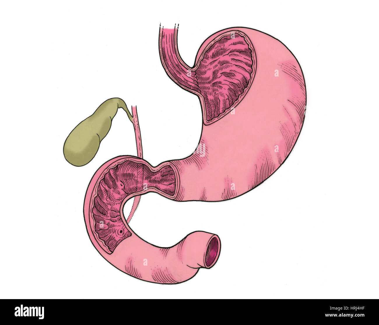 Illustration of Stomach and Duodenum Stock Photo