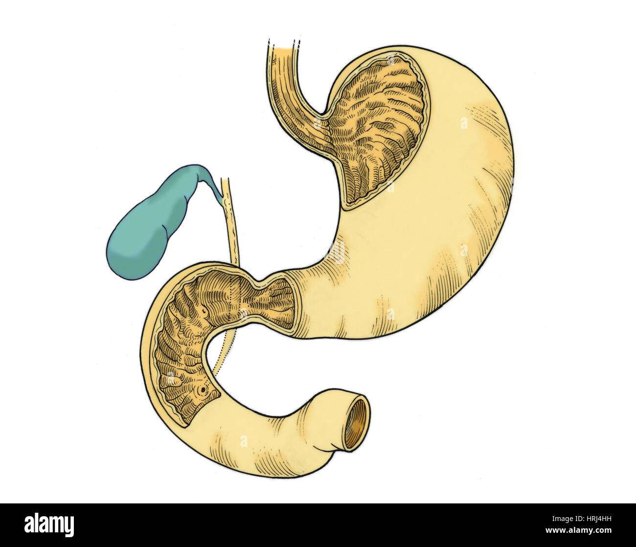 Illustration of Stomach and Duodenum Stock Photo