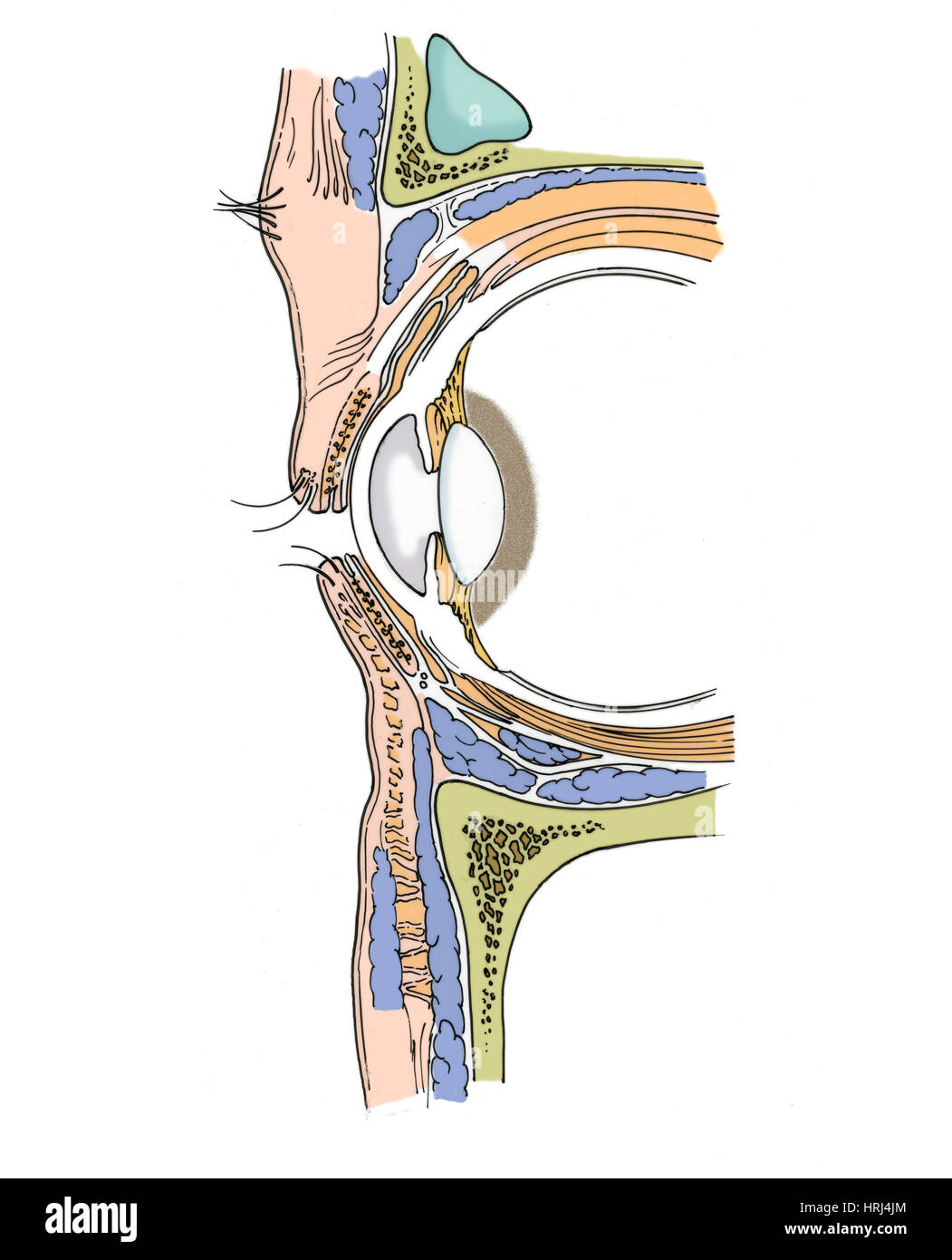 Orbital Septum Netter