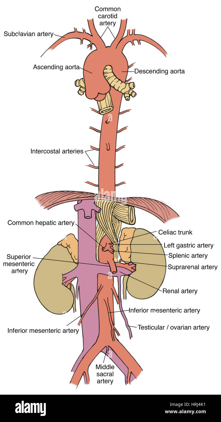 Illustration of Aorta and Branches Stock Photo