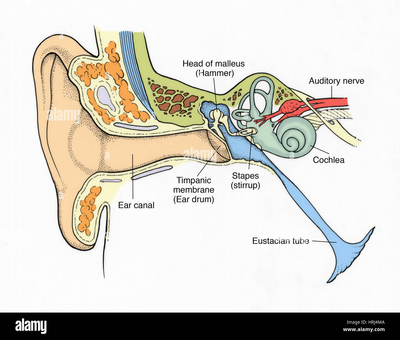 Illustration of Ear Anatomy Stock Photo - Alamy