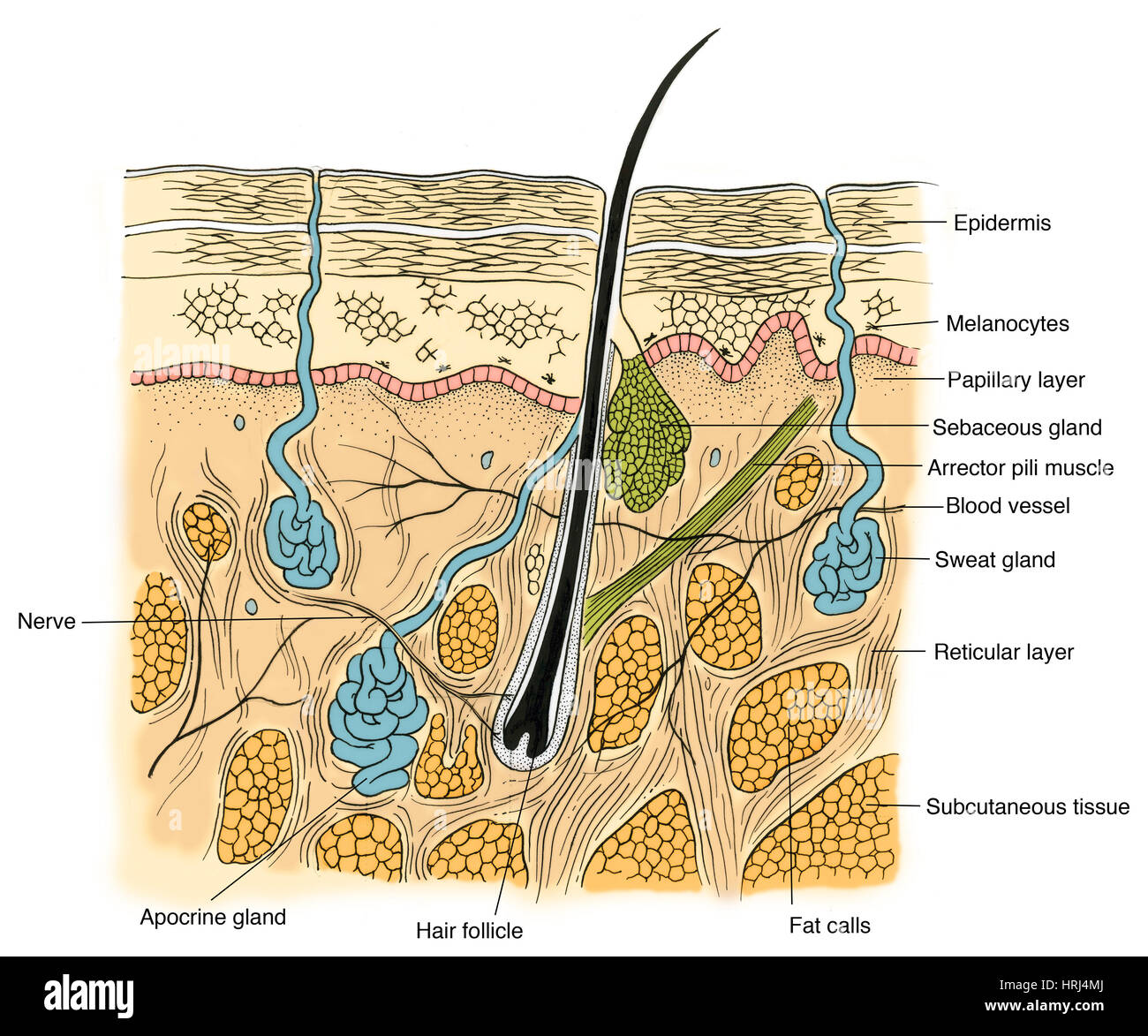 Papillary layer hi-res stock photography and images - Alamy