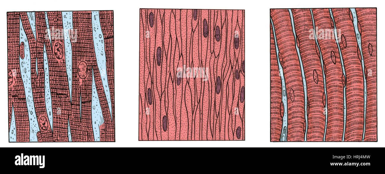 Illustration of Muscle Types Stock Photo - Alamy
