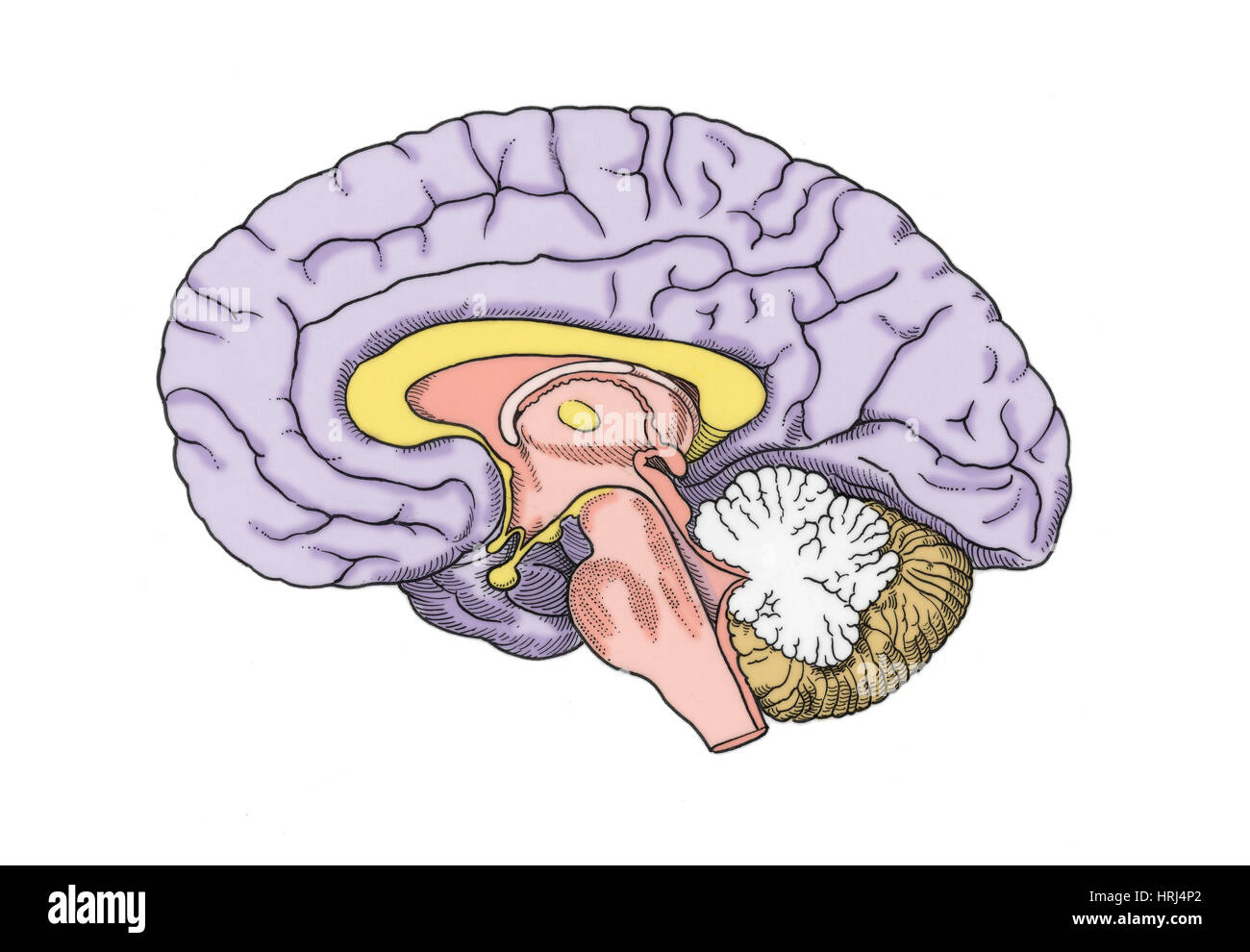 Корка мозга. Корка мозга. Корка мозга. Отделы головного мозга корковый подкорковый отдел. Корковые и подкорковые структуры мозга.