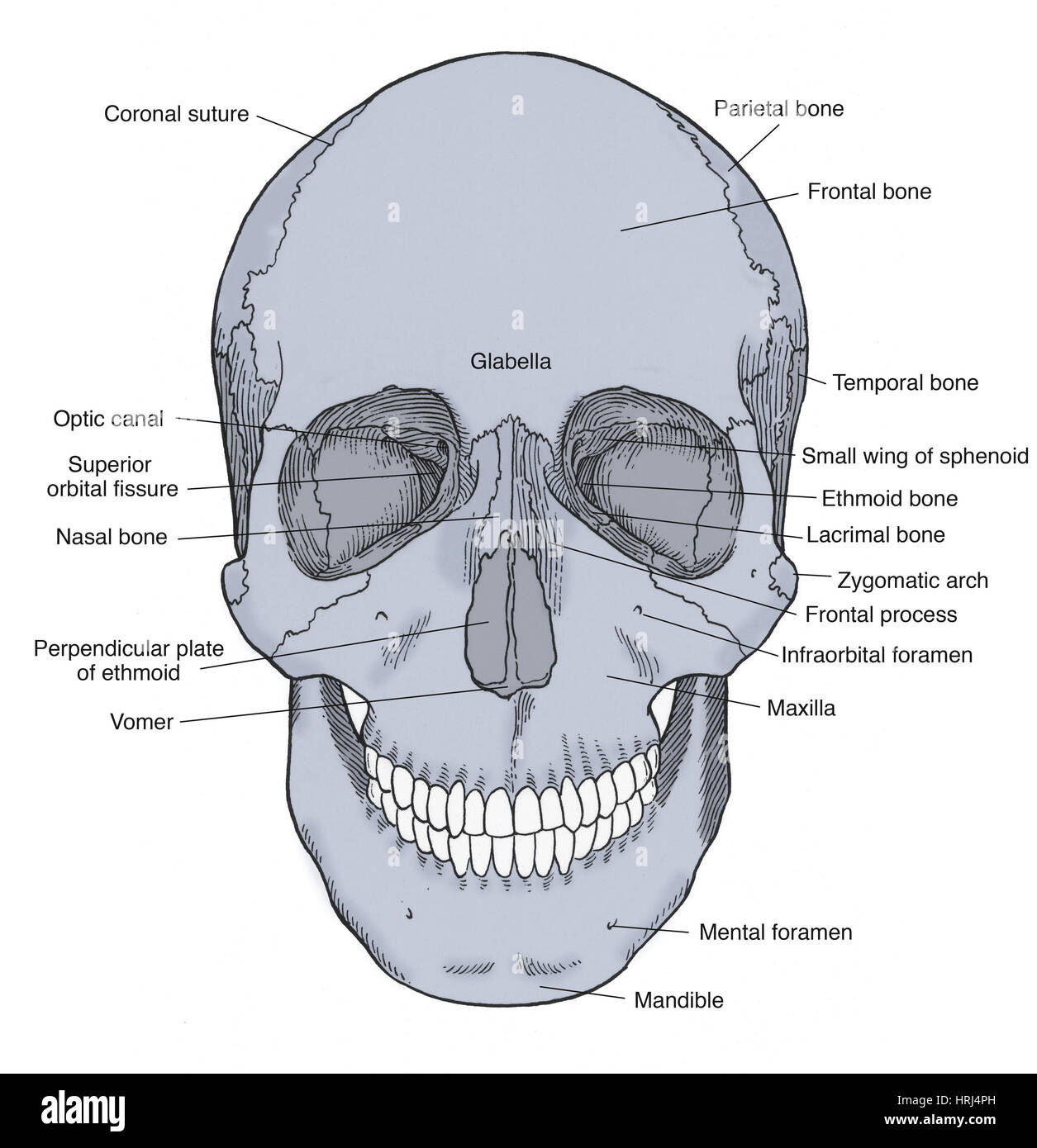 Illustration of Anterior Skull Stock Photo