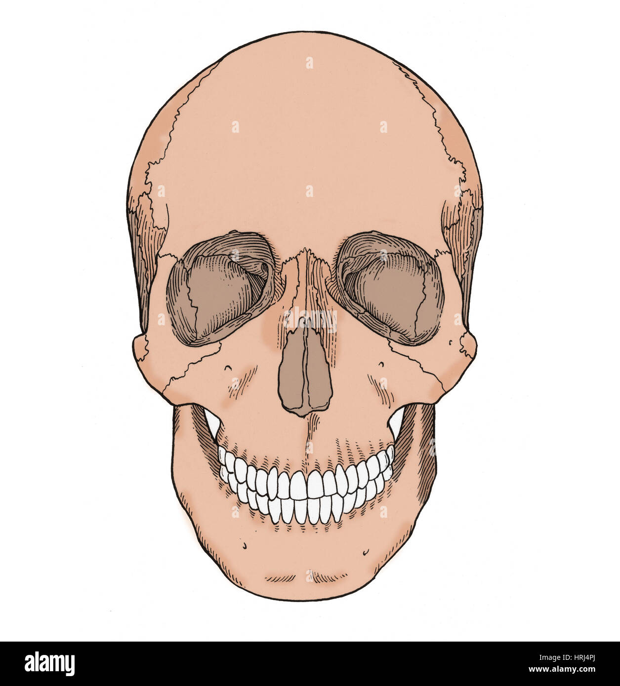 Illustration of Anterior Skull Stock Photo