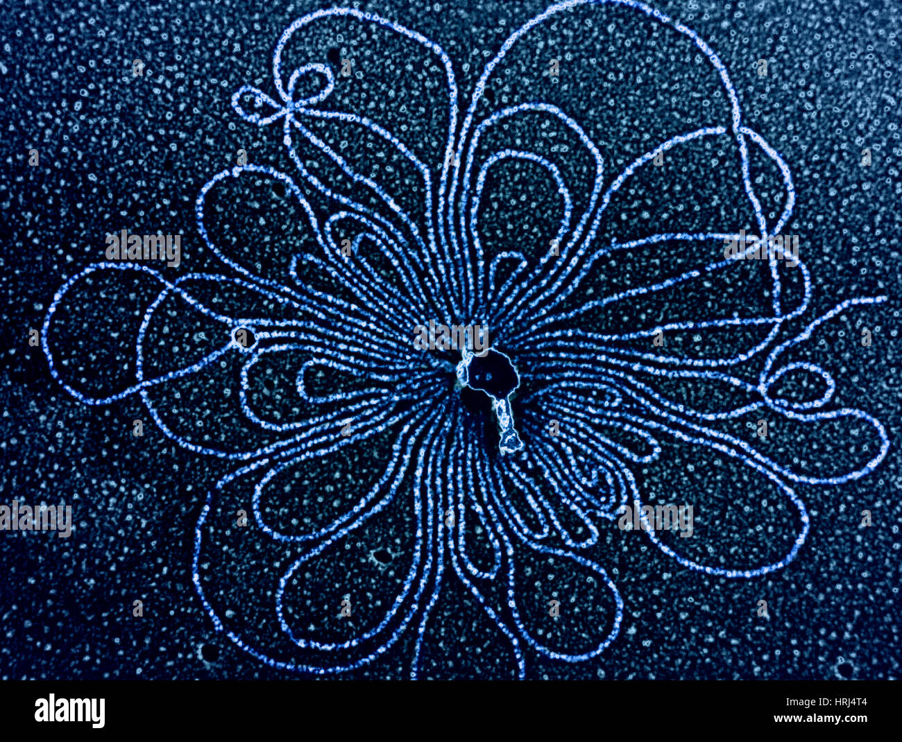 Transmission electron microscopy dna hires stock photography and images Alamy