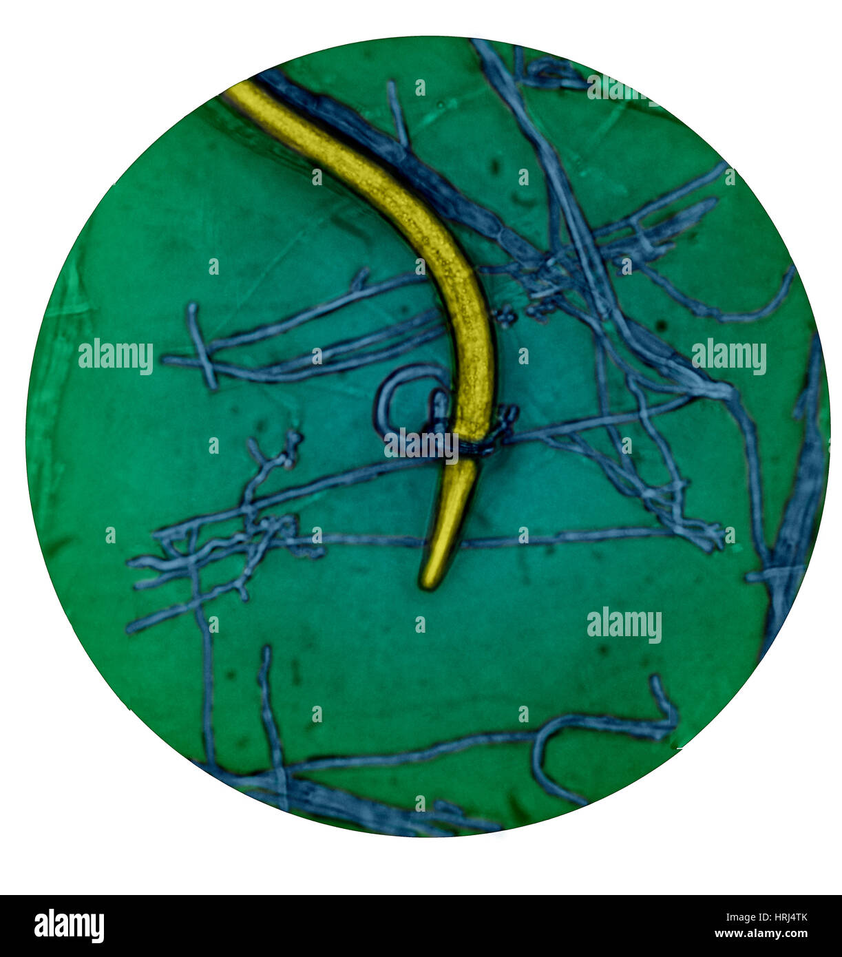 Nematode Snared by Predatory Fungus (LM Stock Photo Alamy