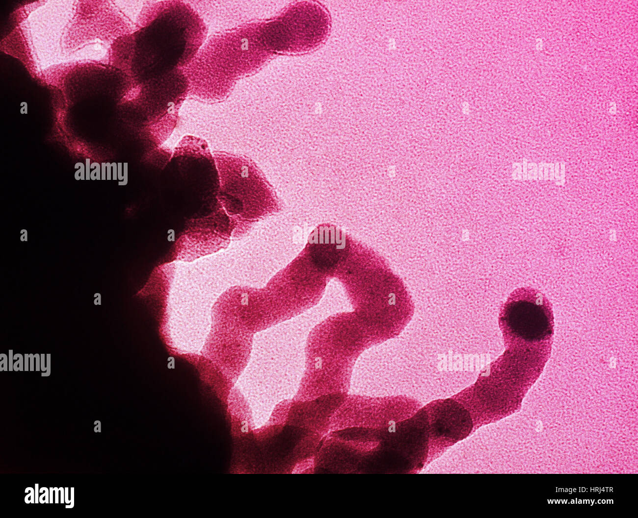 Chromatin Stock Photos & Chromatin Stock Images - Alamy