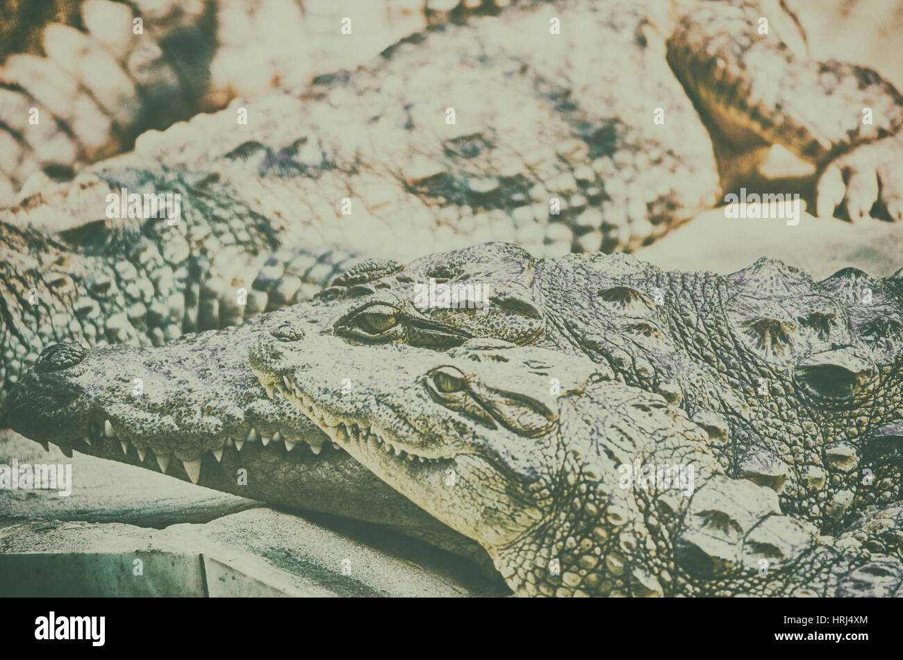 Nile Crocodile very closeup image capture. Stock Photo