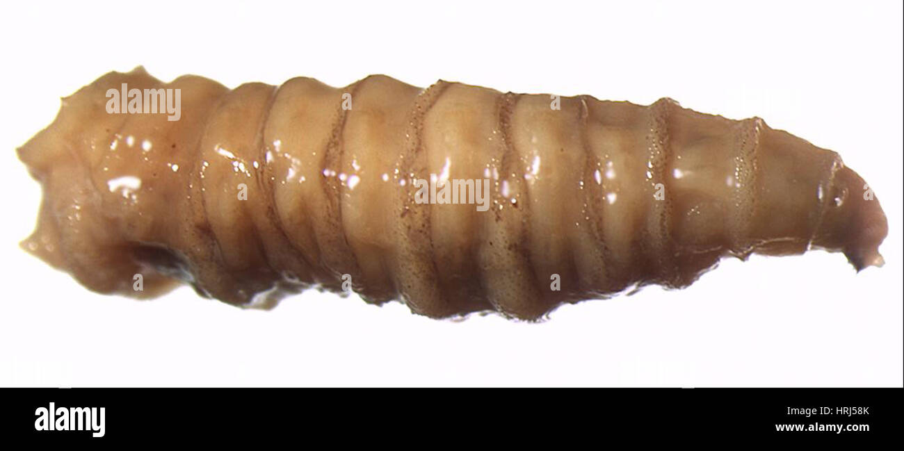 Horse leech and fly maggots feeding on a, Stock Video