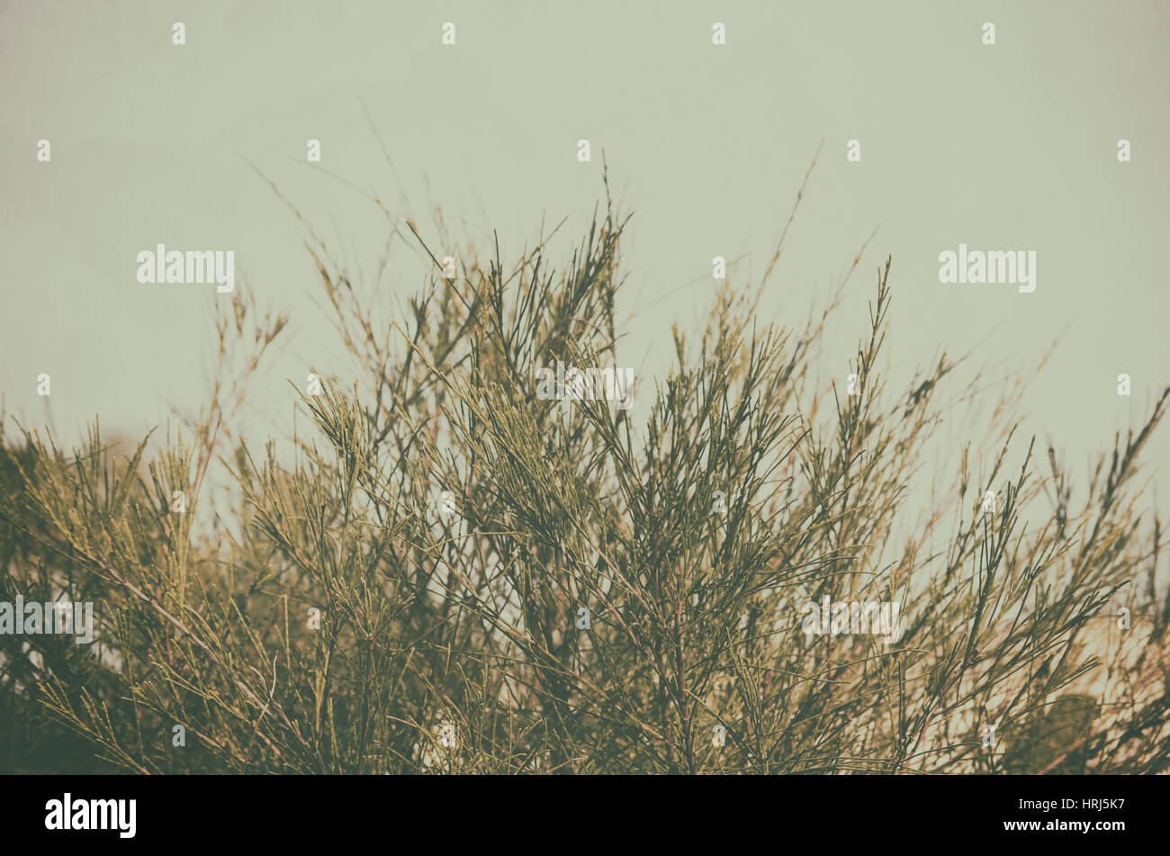 Green leaf and blue sky fine nature background Stock Photo - Alamy
