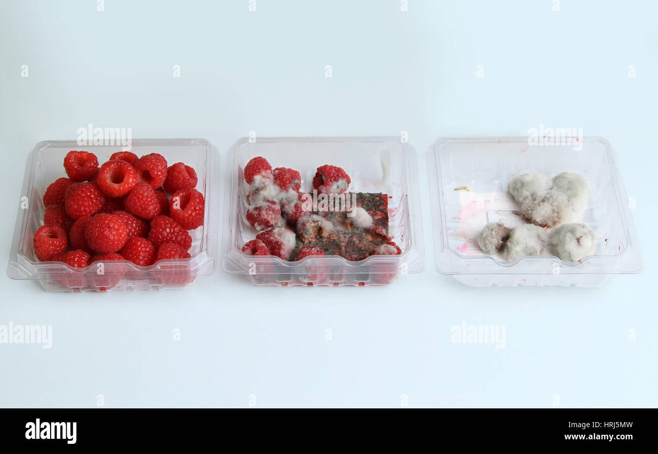 Raspberries Growing Mold Stock Photo Alamy