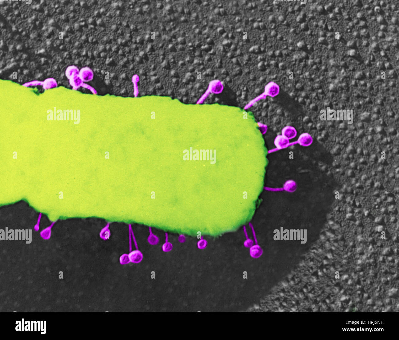 Lambda Phage on E. coli Stock Photo
