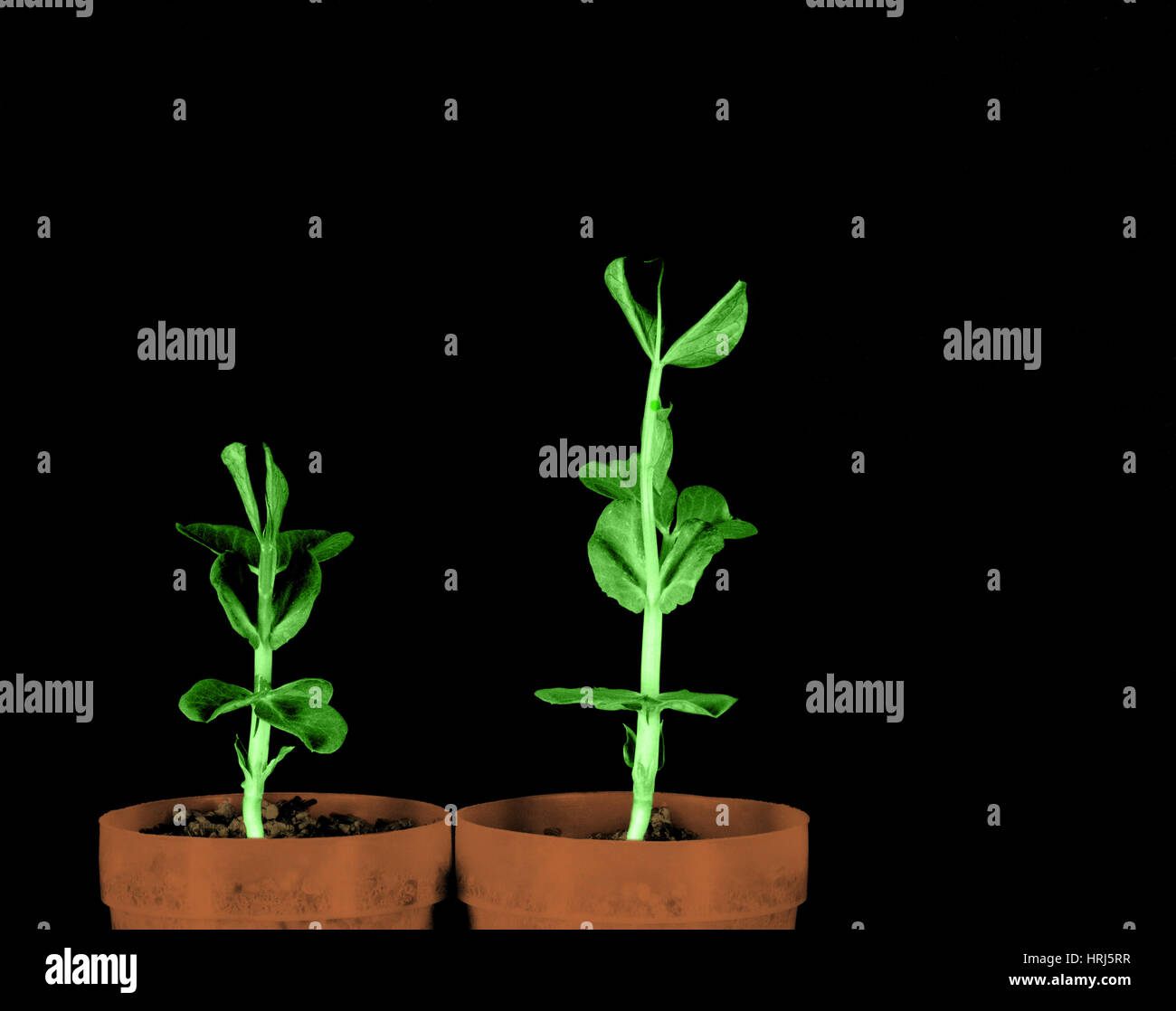 Pea Plants Grown with Gibberellic Acid Stock Photo