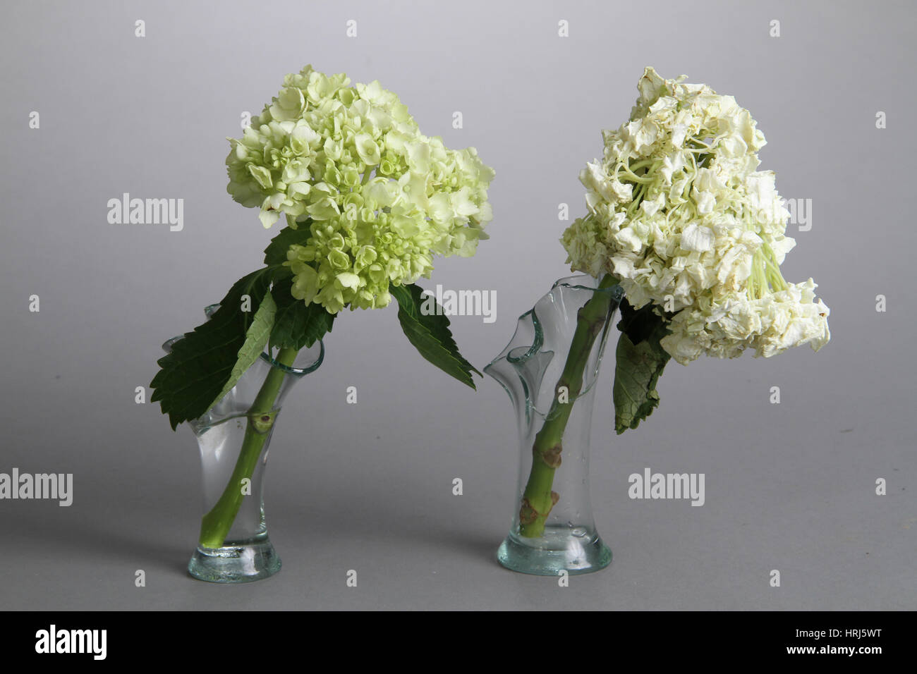 Wilted and Fresh flowers Stock Photo Alamy