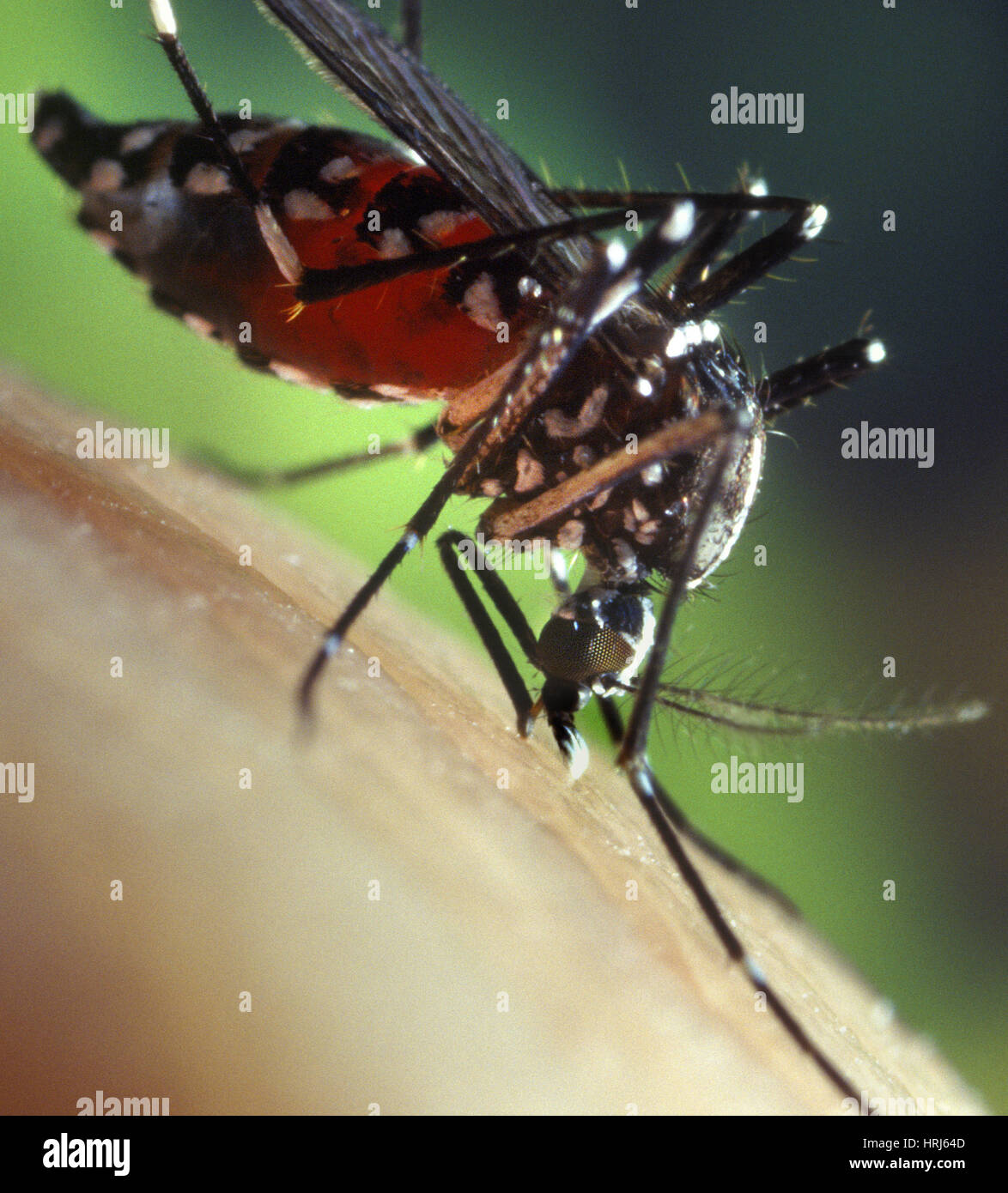 Asian Tiger Mosquito Stock Photo Alamy