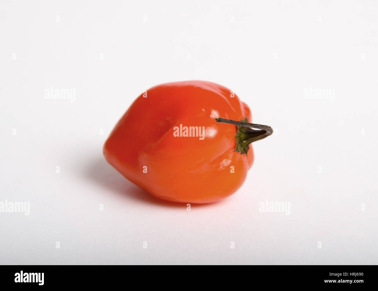 Habanero Chili Pepper Stock Photo Alamy