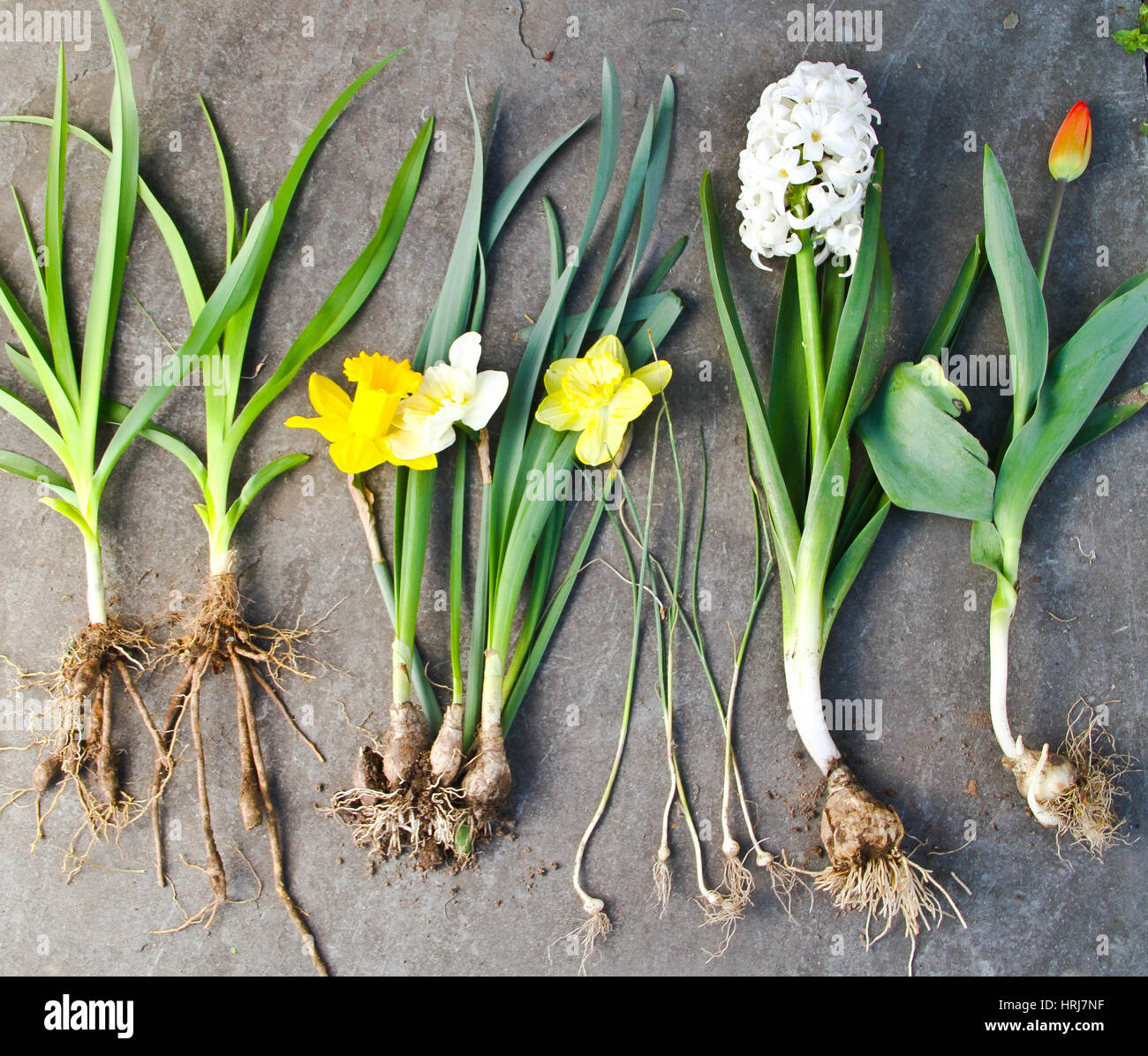 Assorted Spring Flowers Stock Photo Alamy