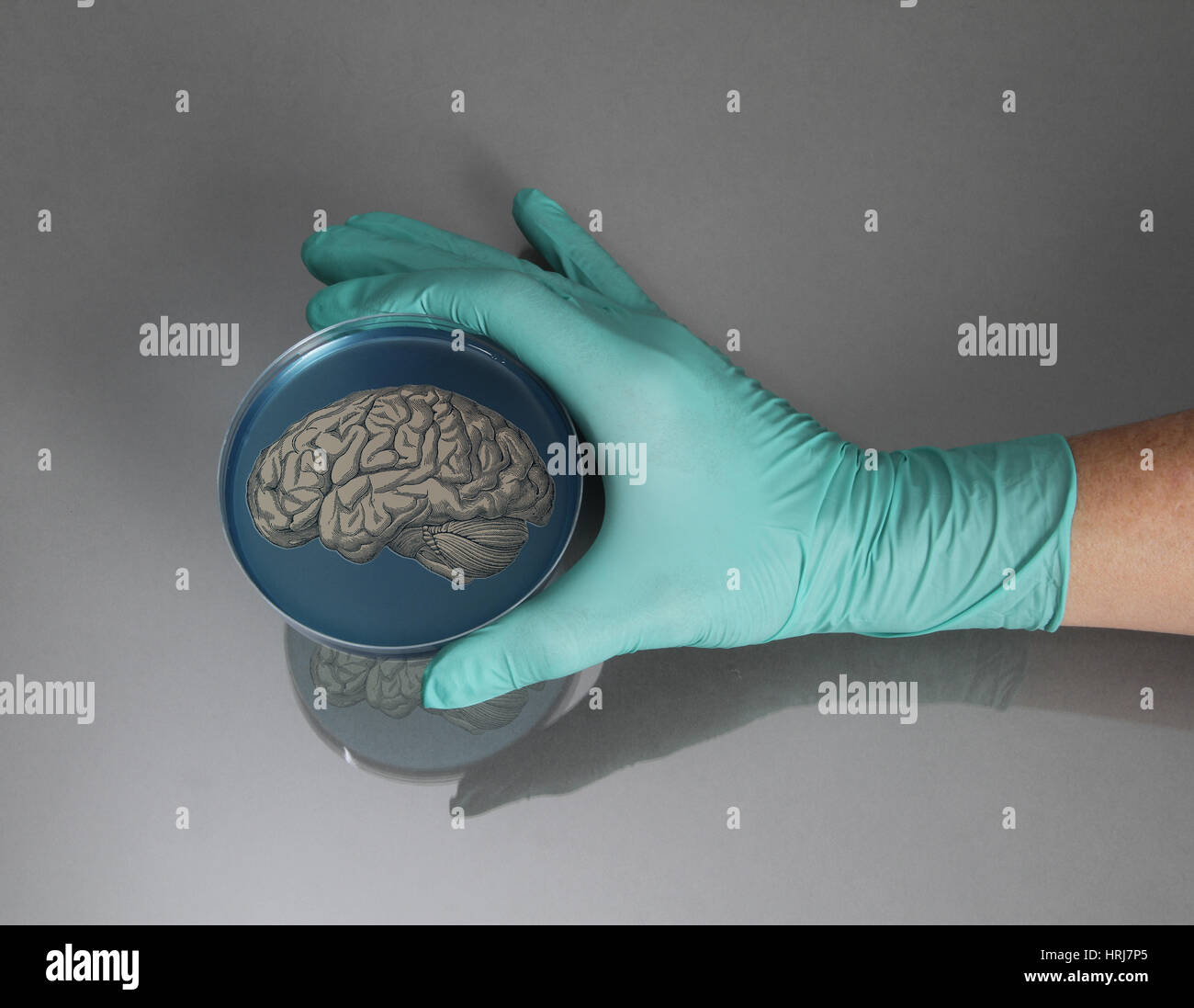 Brain in a Petri Dish Stock Photo Alamy