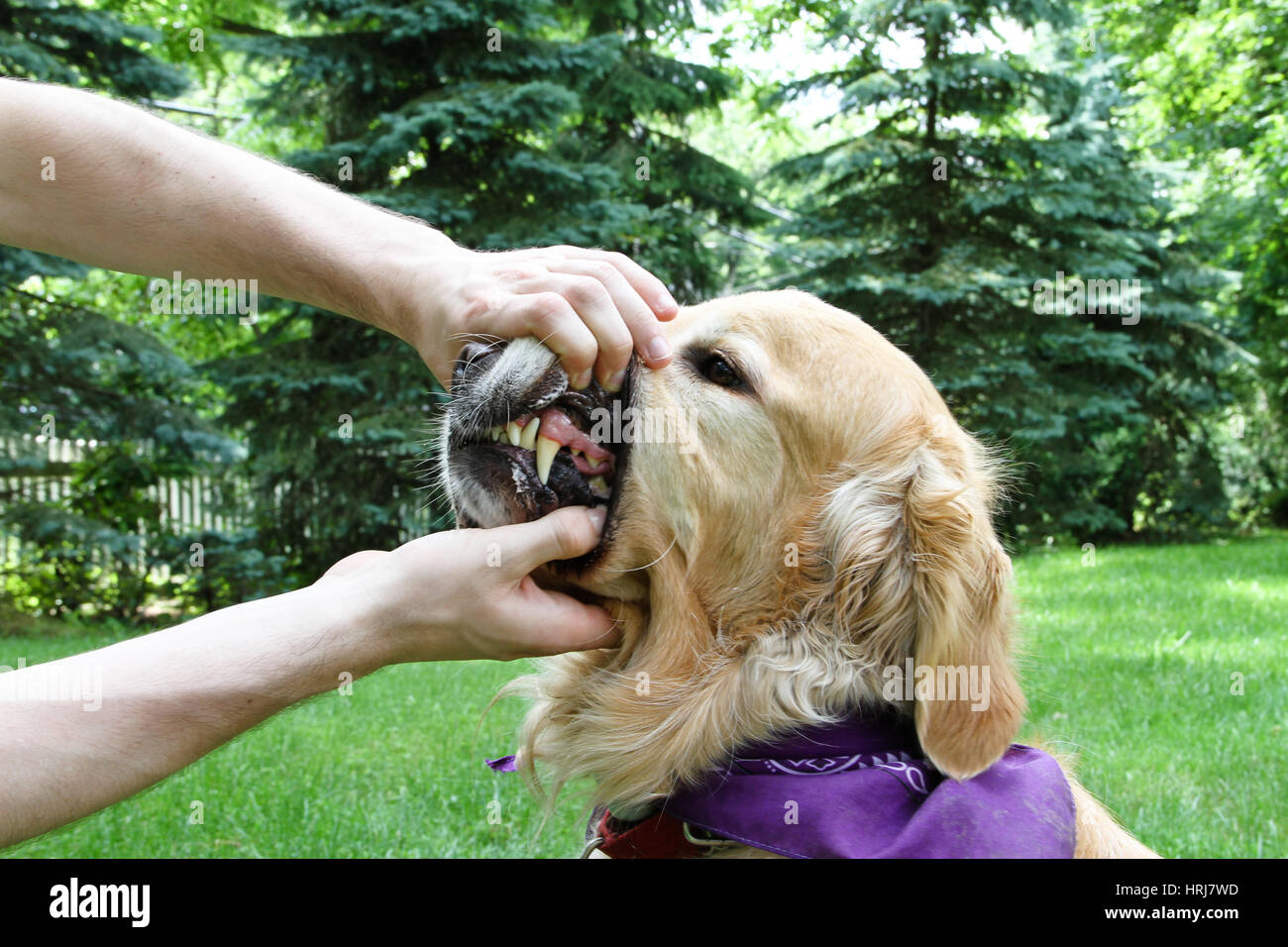 Dog Dental Check Stock Photo - Alamy