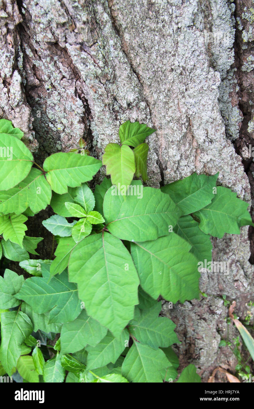 Poison Ivy Stock Photo