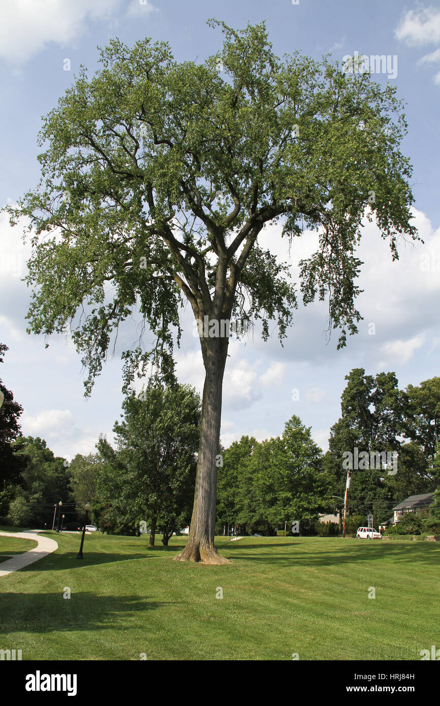 Elm Tree Stock Photo