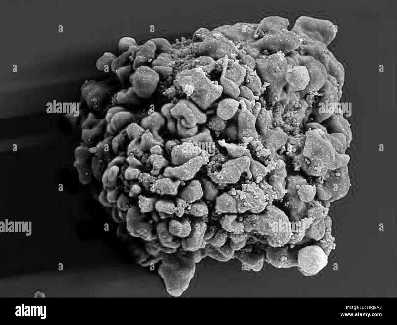 HIV-infected H9 T Cell, SEM Stock Photo