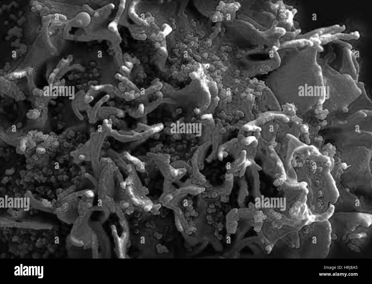 HIV-infected H9 T Cell, SEM Stock Photo