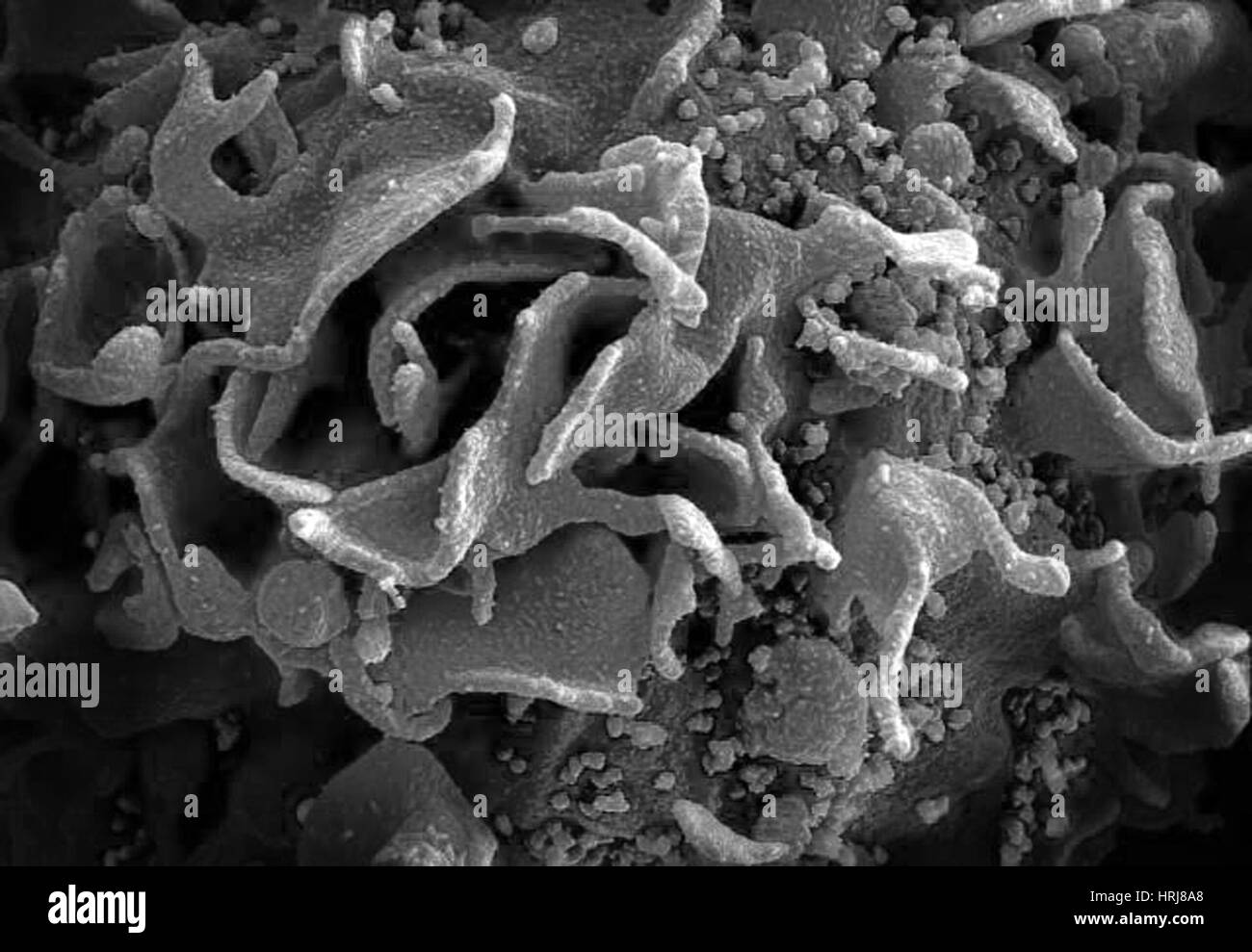 HIV-infected T Cell, SEM Stock Photo