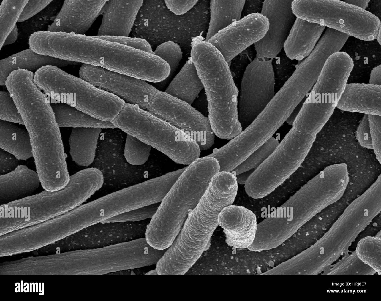 Escherichia coli Bacteria, SEM Stock Photo