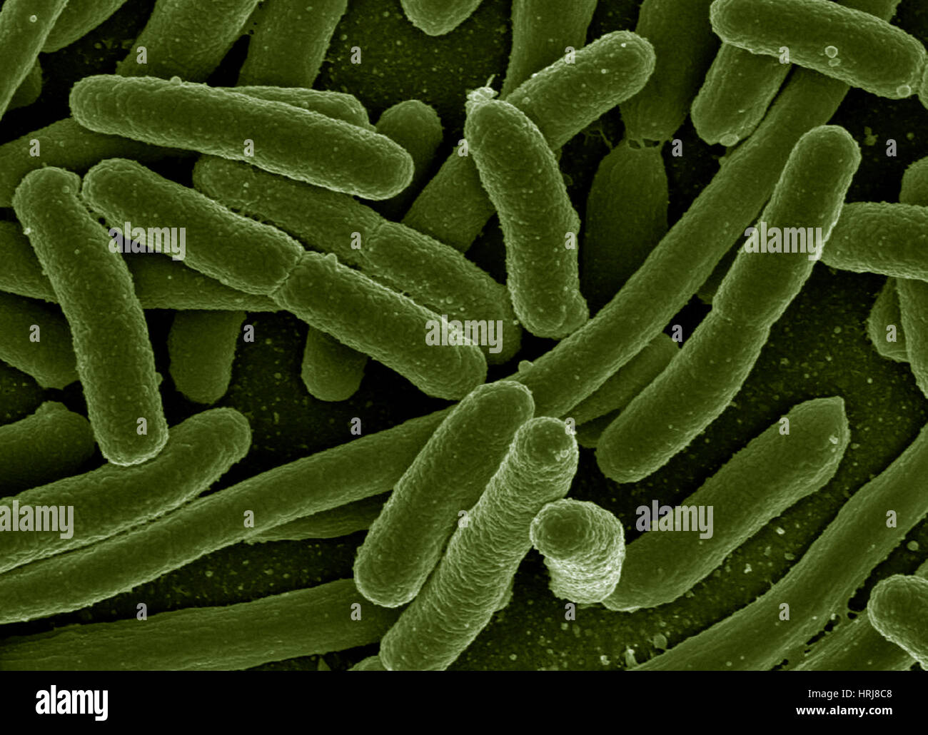 Escherichia coli Bacteria, SEM Stock Photo