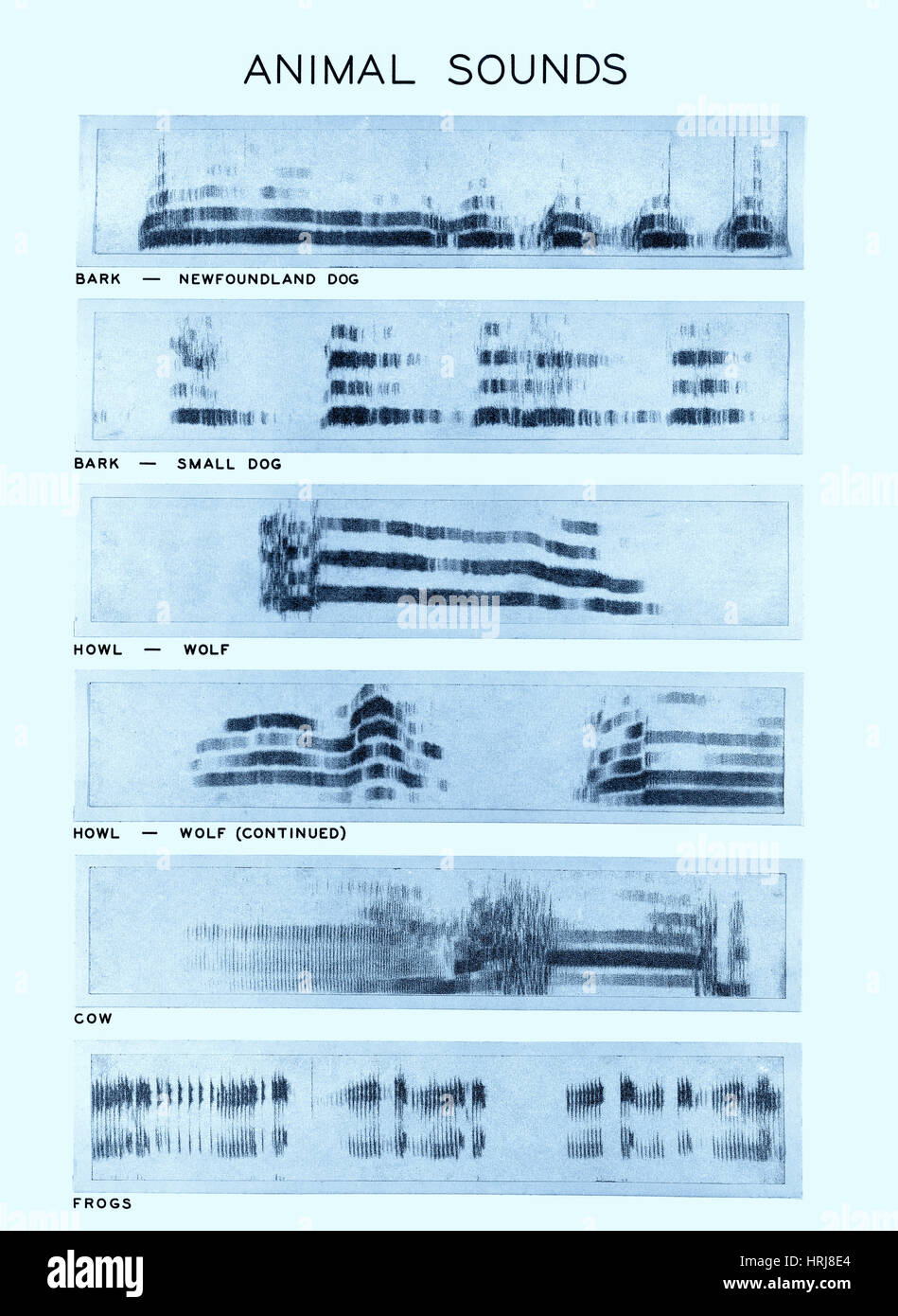 Animal Communication Spectrogram Spectrogram of Animal Sounds Stock Photo - Alamy