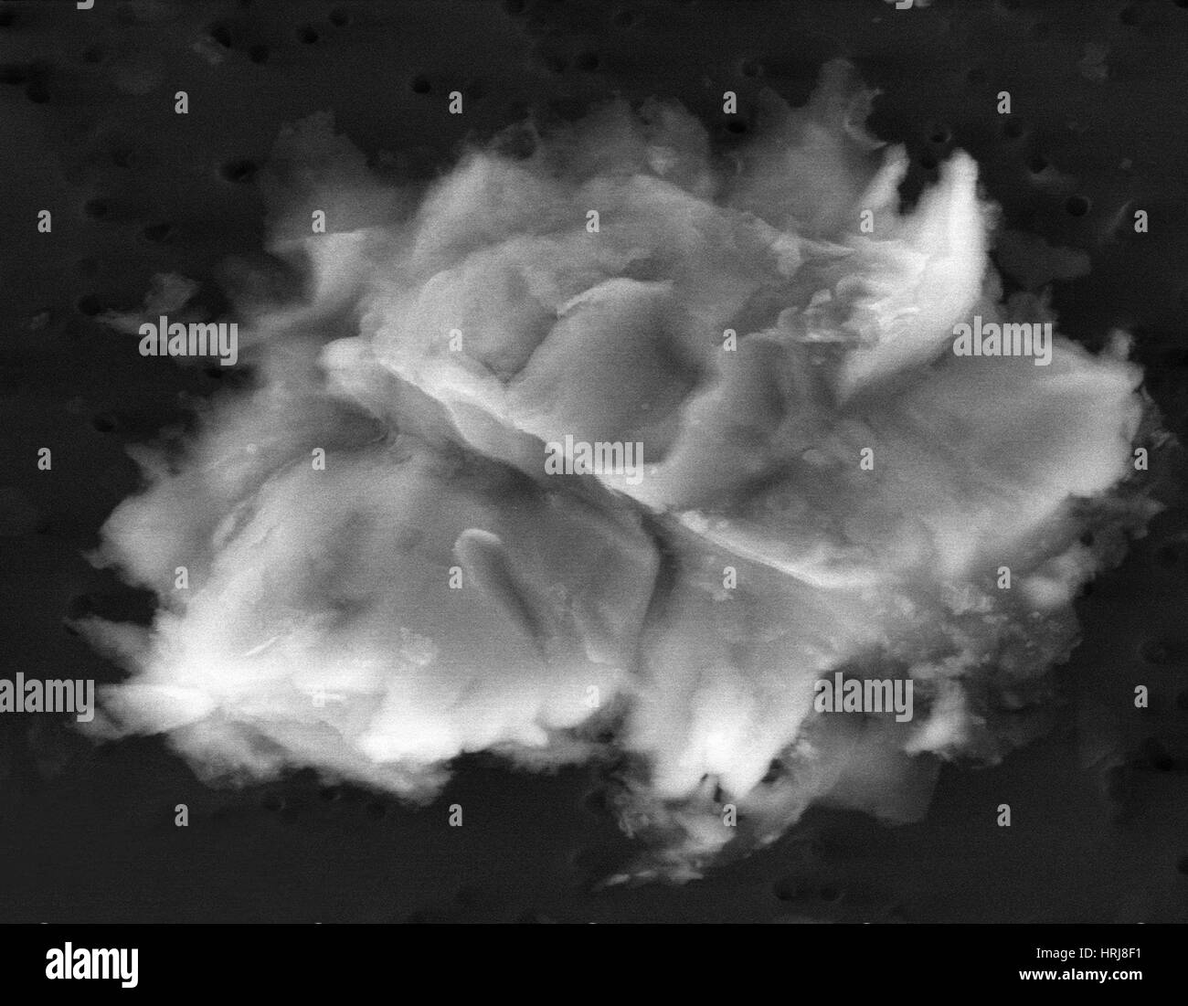 Lake Vostok Micro-Organism, SEM Stock Photo