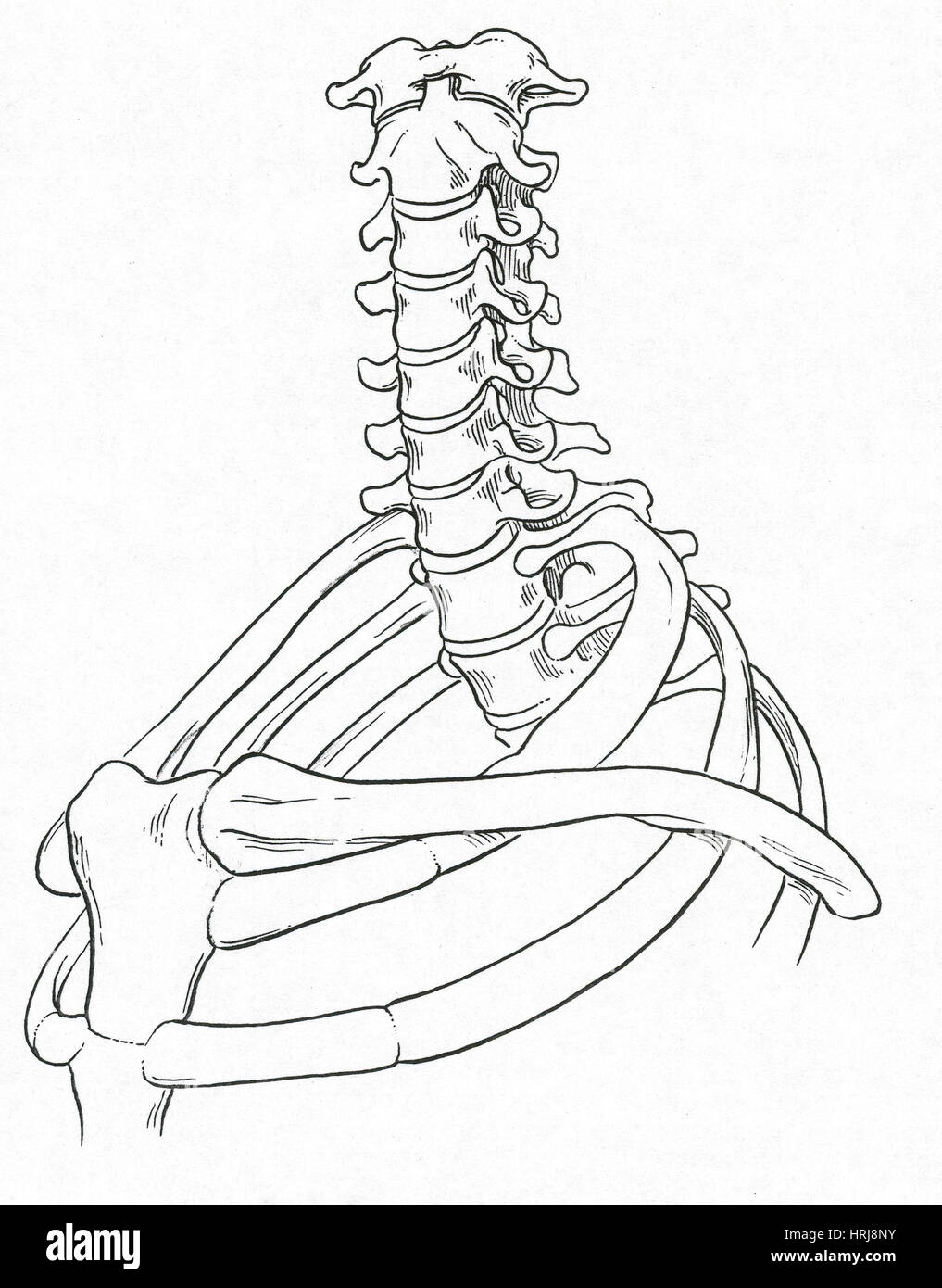 Neck, Clavicle and Ribs Stock Photo