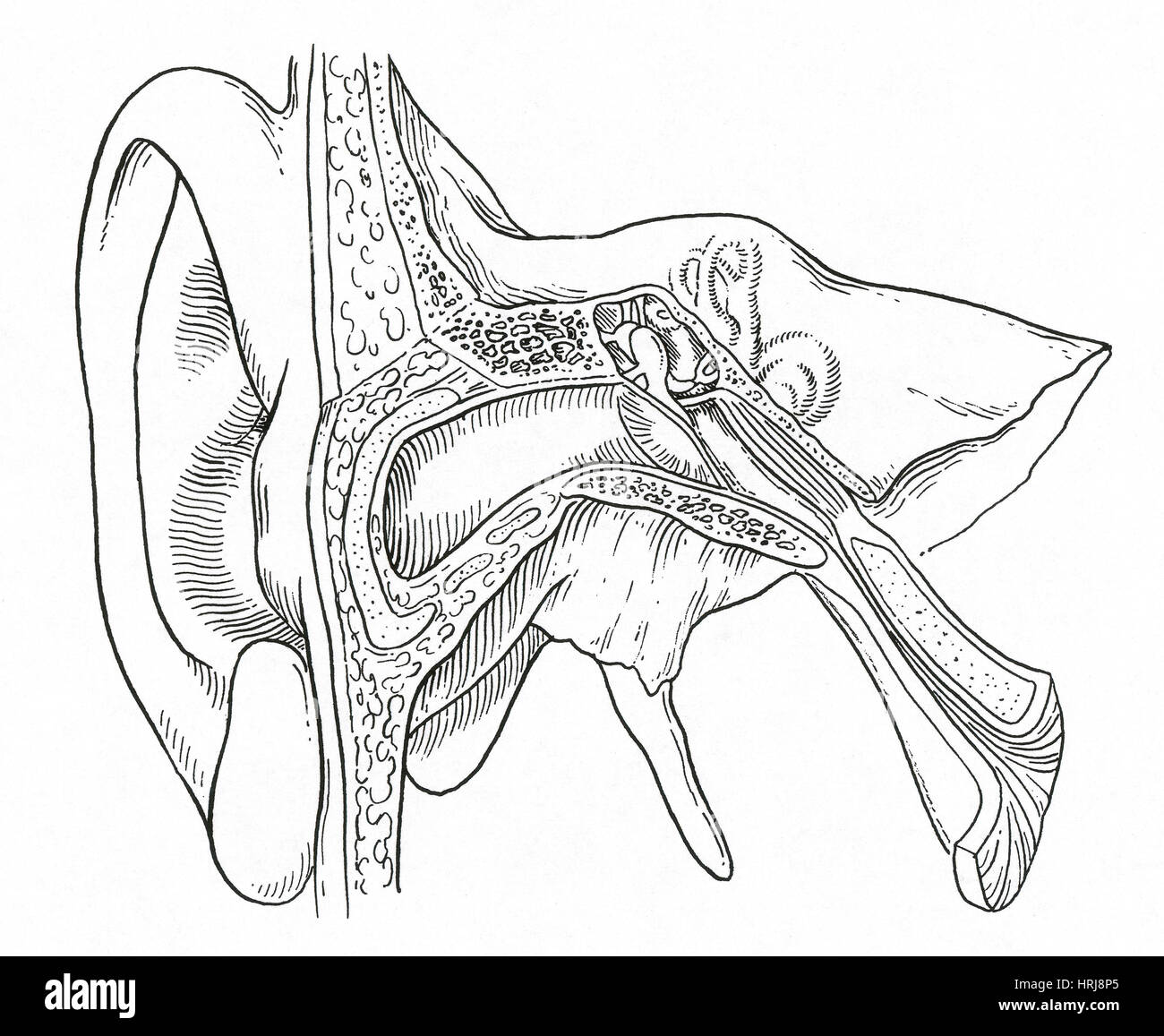 Schematic drawing of the anatomy of the inner ear and of a  Download  Scientific Diagram