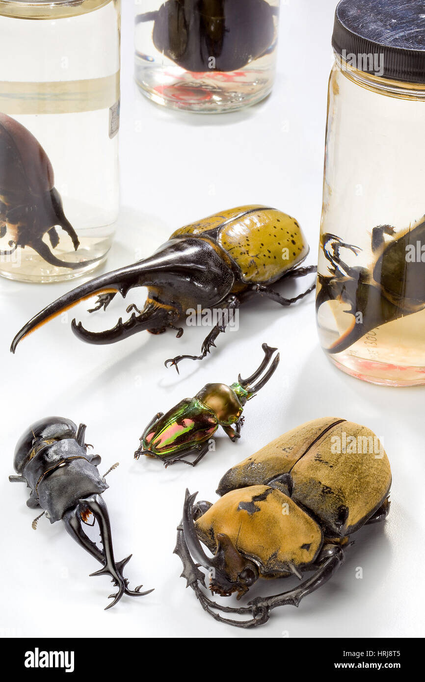 Confiscated Beetles Stock Photo