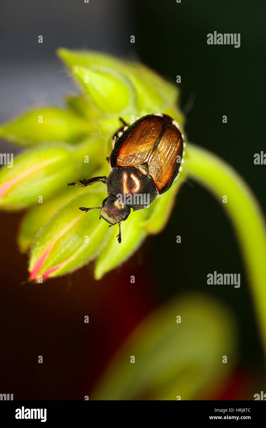 Popillia japonica japanese beetle hi-res stock photography and images ...
