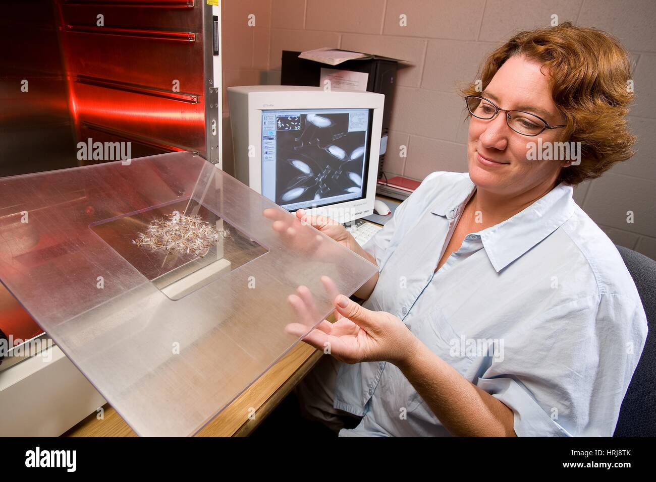 Seed Quality Research Stock Photo