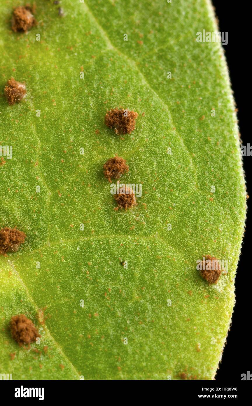 Bean Leaf with Rust Pustules Stock Photo