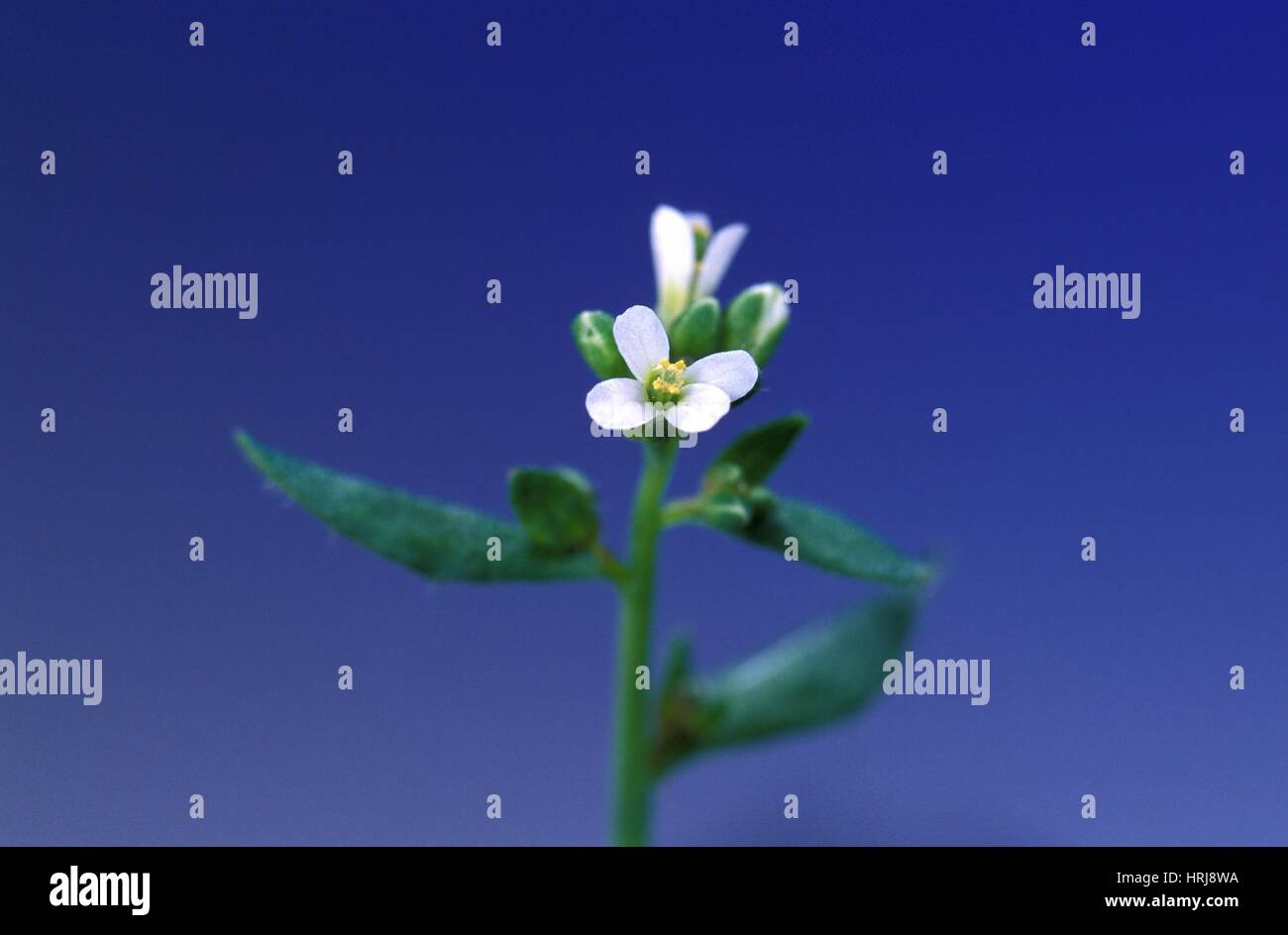 Normal Arabidopsis plant Stock Photo