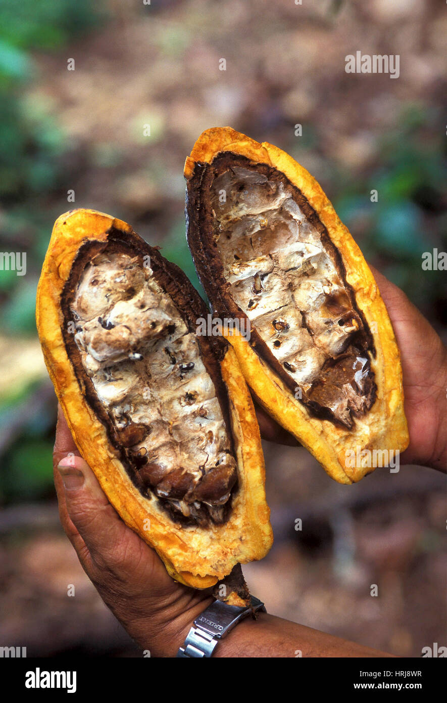 Fungal Infection of Cacao Stock Photo