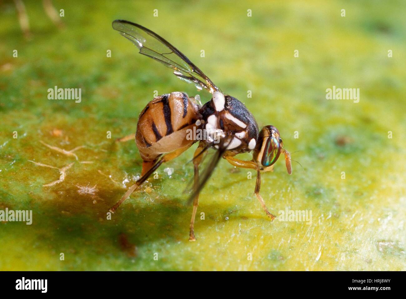 Oriental Fruit Fly Laying Eggs Stock Photo