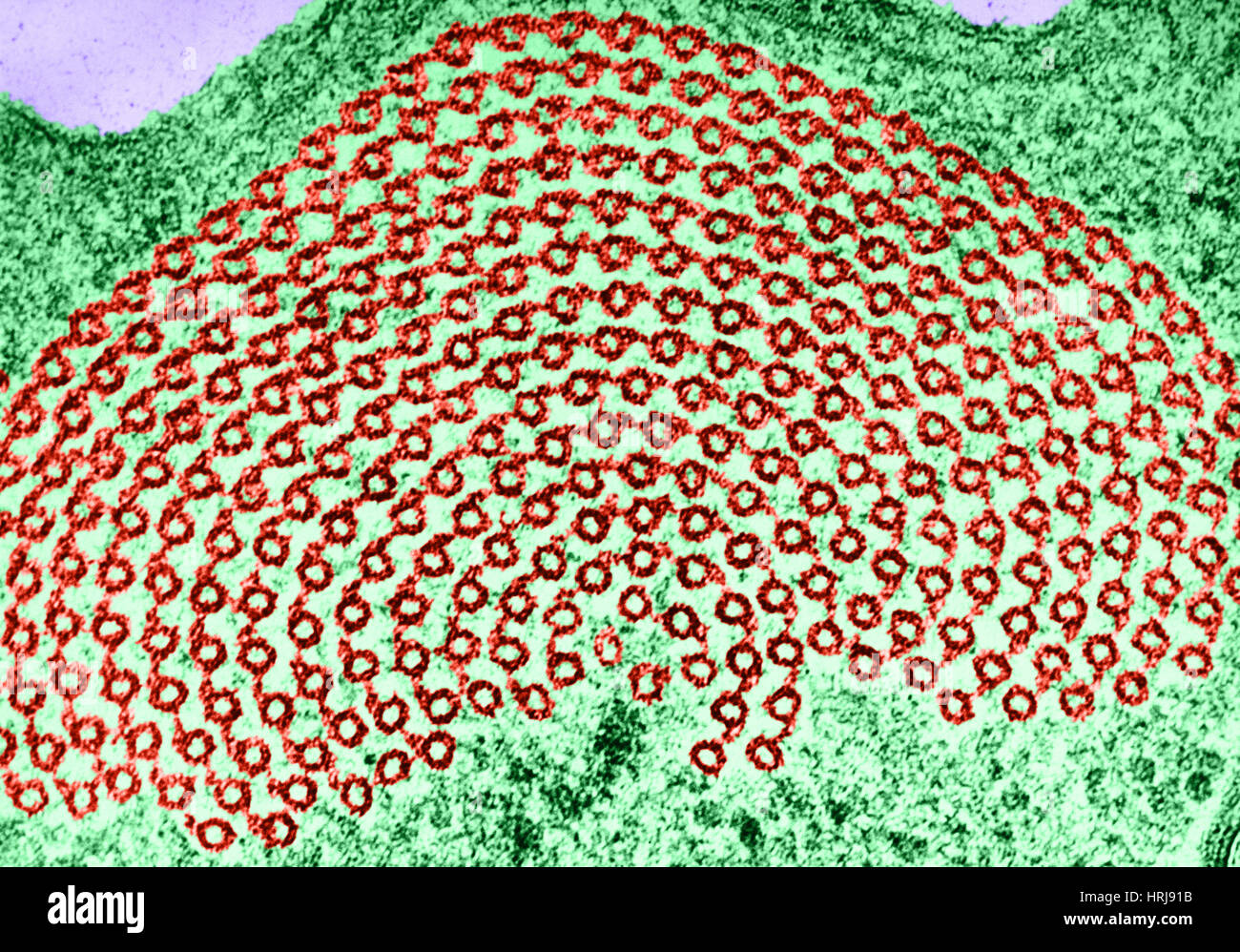 Microtubules in Echinosphaerium, TEM Stock Photo