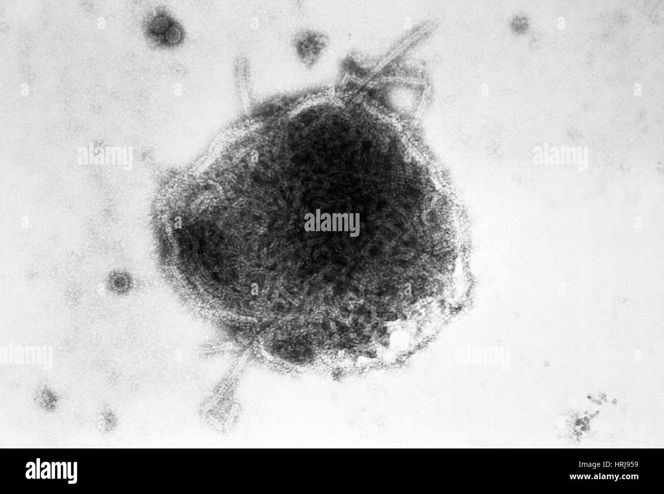 Measles Virus, TEM Stock Photo